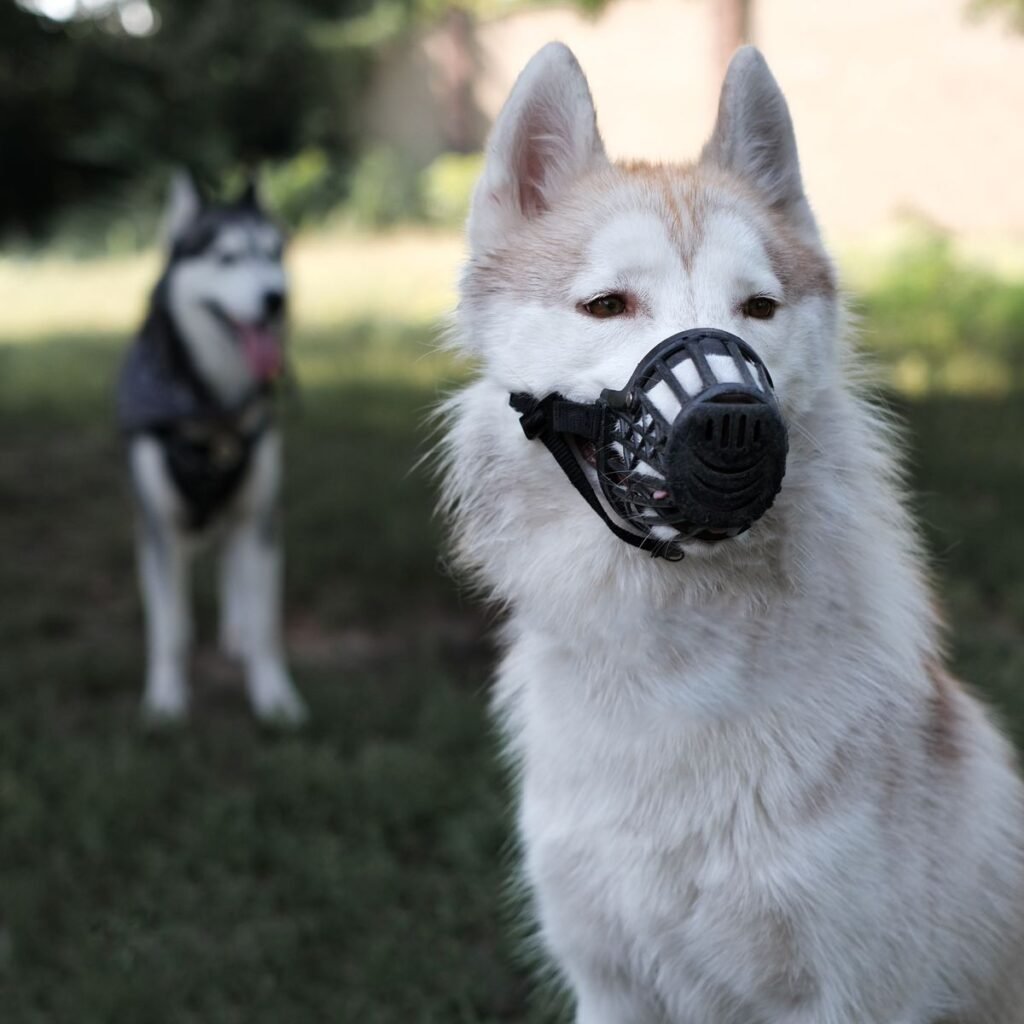 Dog wearing a basket muzzle while sitting calmly outdoors
