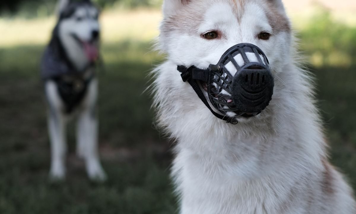 Dog wearing a basket muzzle while sitting calmly outdoors