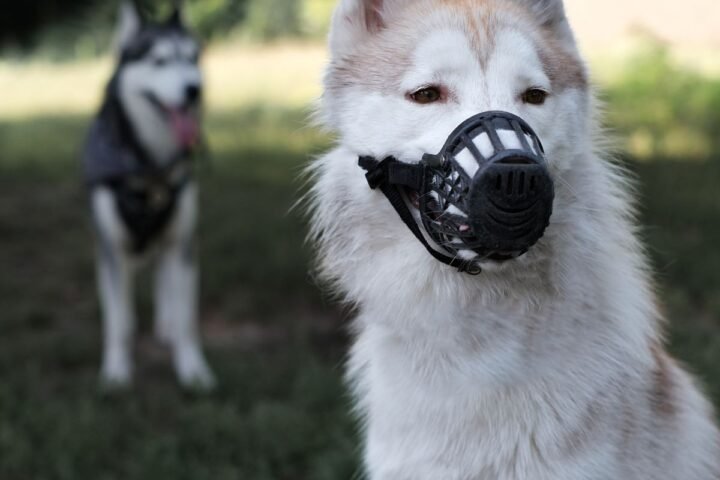 Dog wearing a basket muzzle while sitting calmly outdoors