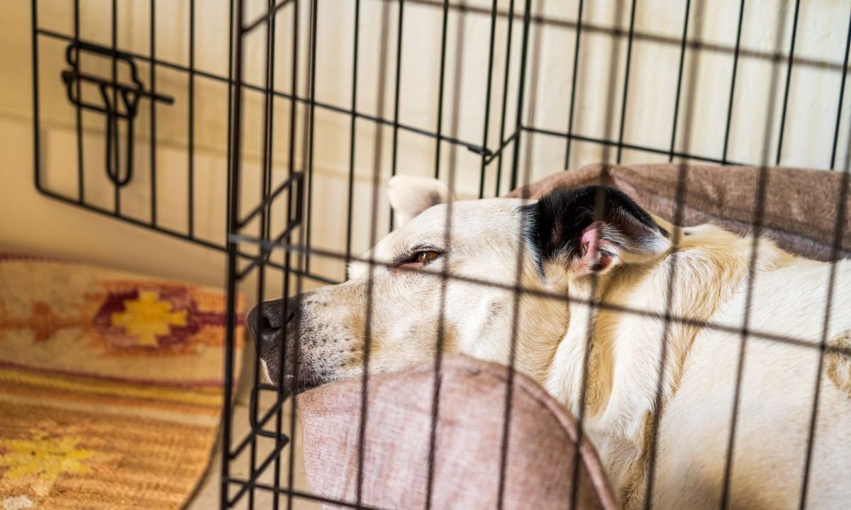 Dog resting calmly inside a clean kennel before boarding