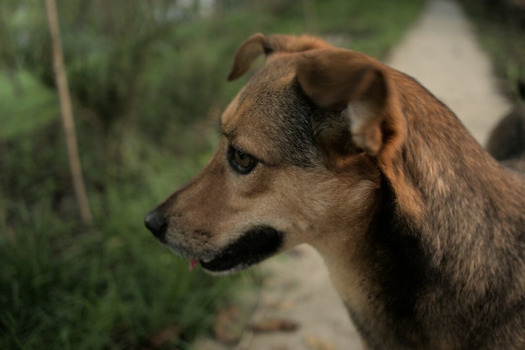 Dog standing outdoors in side profile for body condition assessment