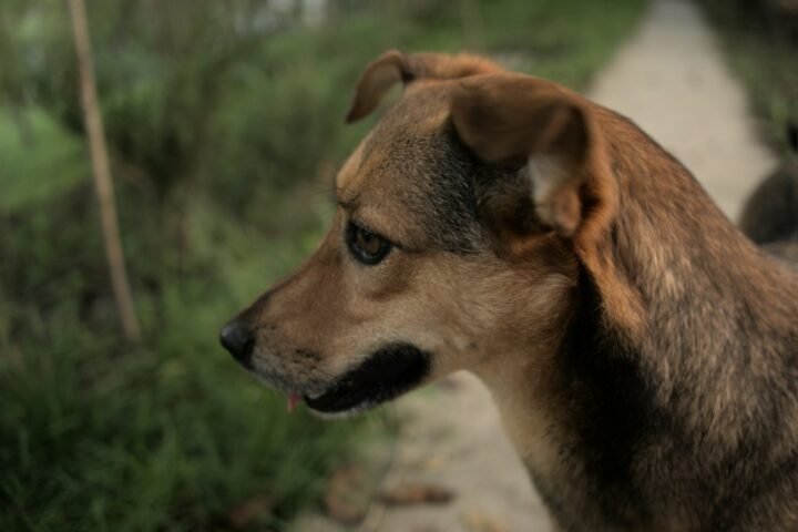 Dog standing outdoors in side profile for body condition assessment