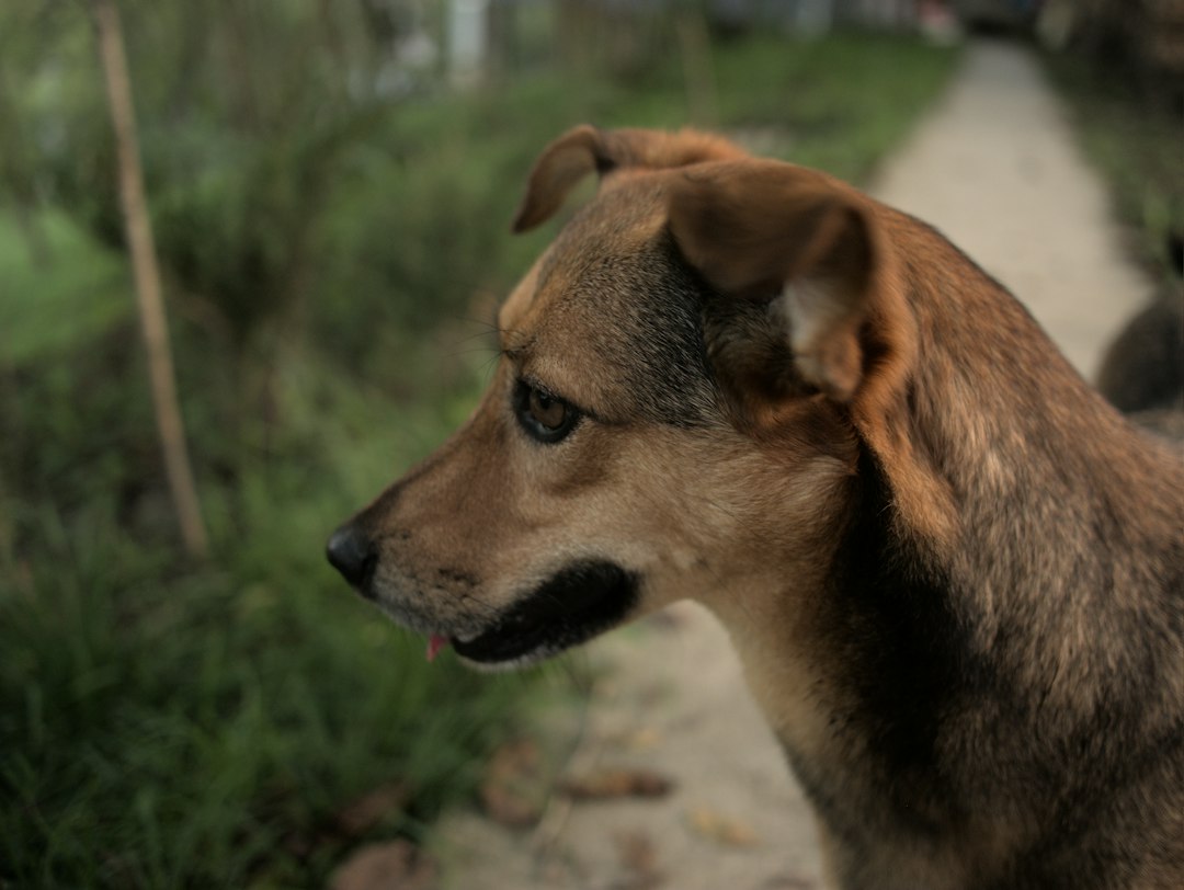 Dog standing outdoors in side profile for body condition assessment