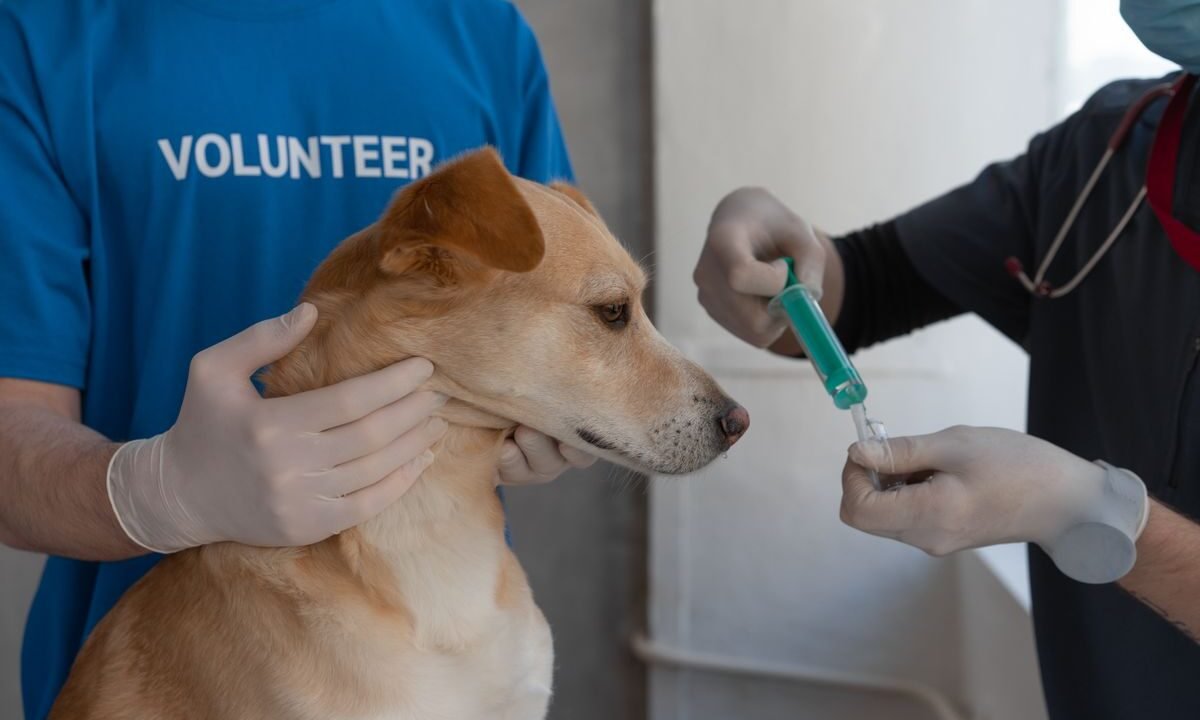 Veterinarian preparing a vaccination for a dog during a clinic visit