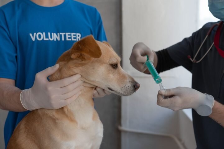 Veterinarian preparing a vaccination for a dog during a clinic visit