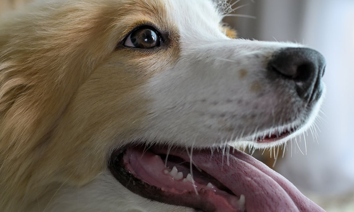 Close-up of a dog panting with its nose and mouth clearly visible