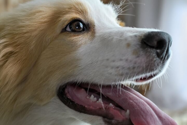 Close-up of a dog panting with its nose and mouth clearly visible