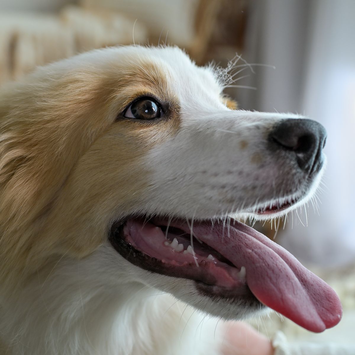 Close-up of a dog panting with its nose and mouth clearly visible