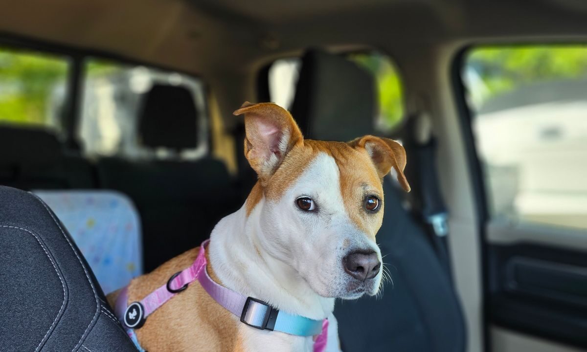 Dog wearing a harness while seated inside a car