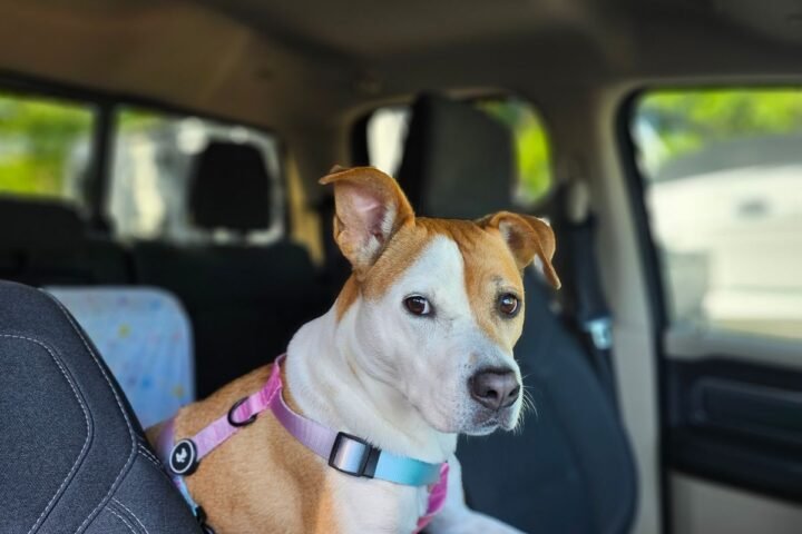 Dog wearing a harness while seated inside a car
