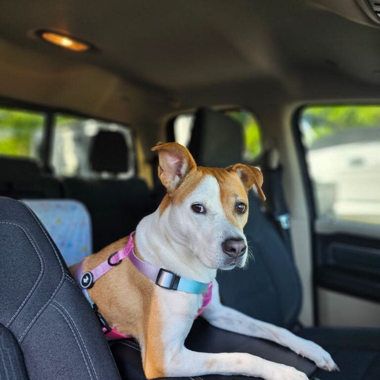 Dog wearing a harness while seated inside a car
