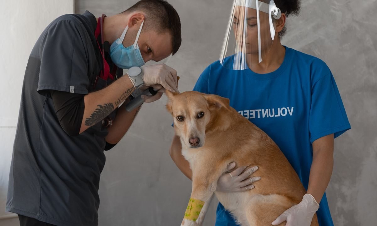 Veterinarian and assistants examining a dog during a clinic check-up