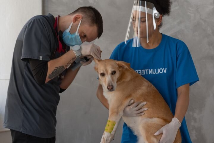 Veterinarian and assistants examining a dog during a clinic check-up