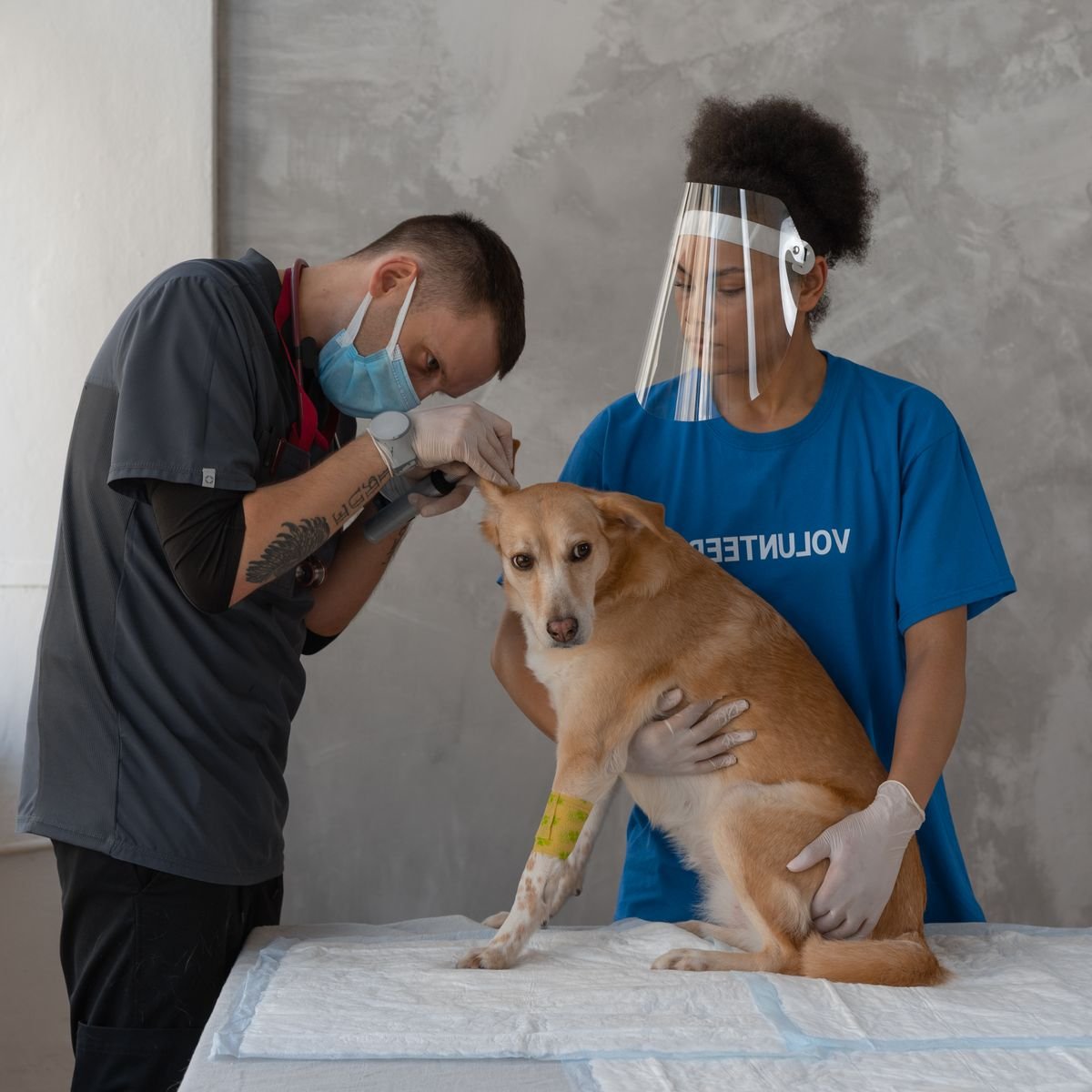 Veterinarian and assistants examining a dog during a clinic check-up