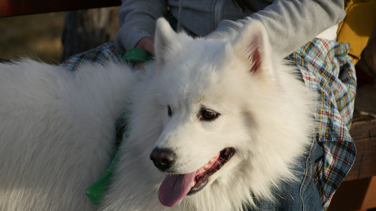 Fluffy white dog being brushed gently outdoors