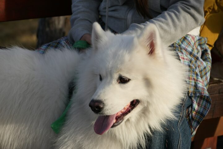 Fluffy white dog being brushed gently outdoors