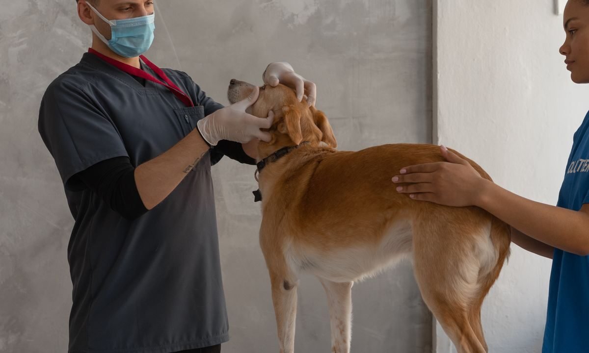 Veterinarian examining a dog's face and eyes during a clinic visit