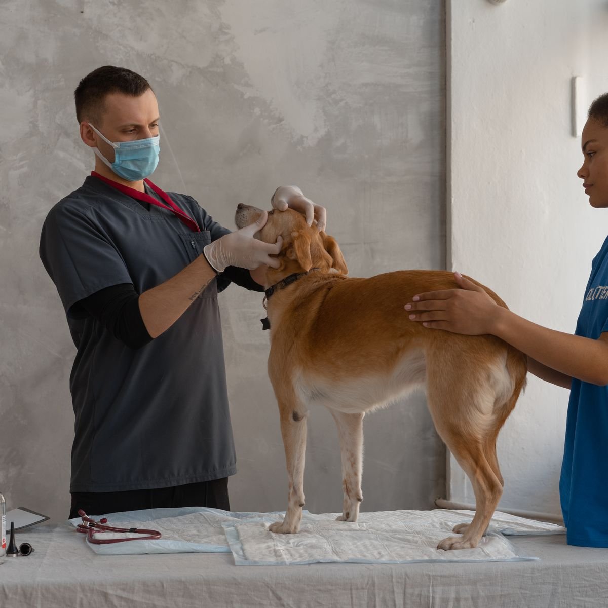Veterinarian examining a dog's face and eyes during a clinic visit