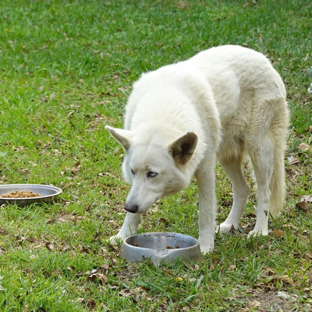 Dog eating beside two food bowls outdoors