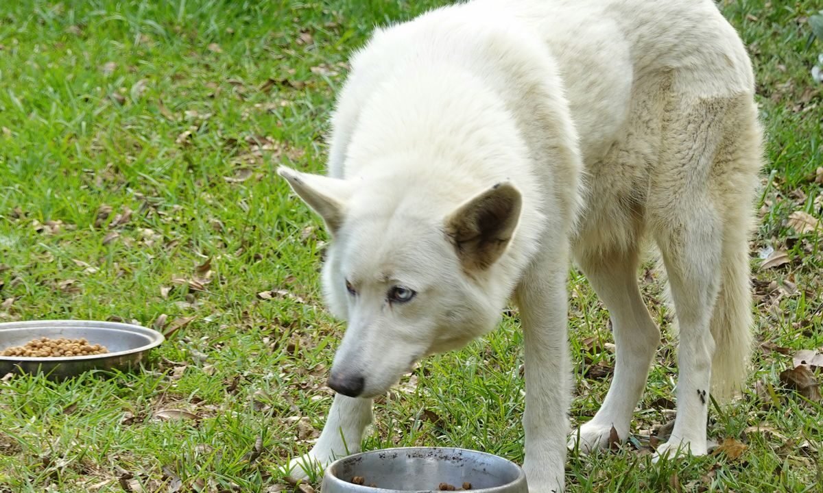 Dog eating beside two food bowls outdoors