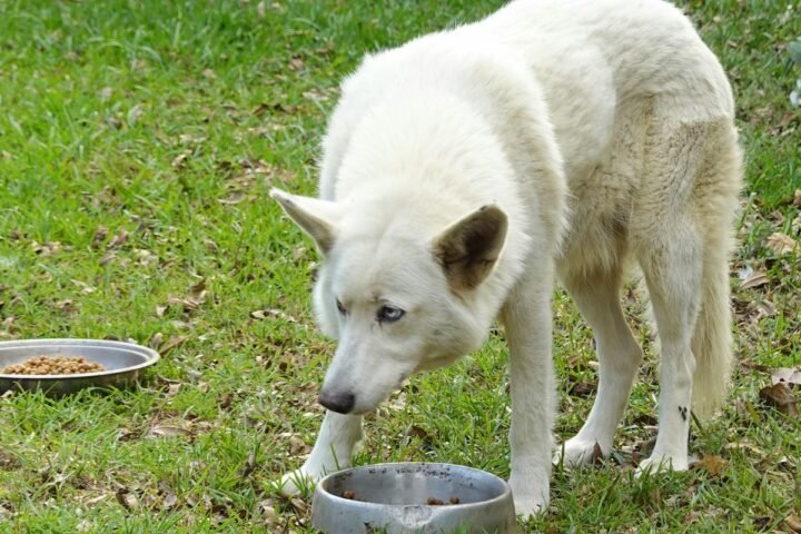 Dog eating beside two food bowls outdoors