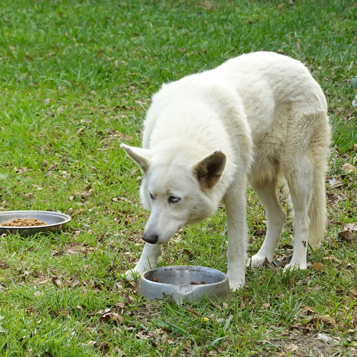 Dog eating beside two food bowls outdoors