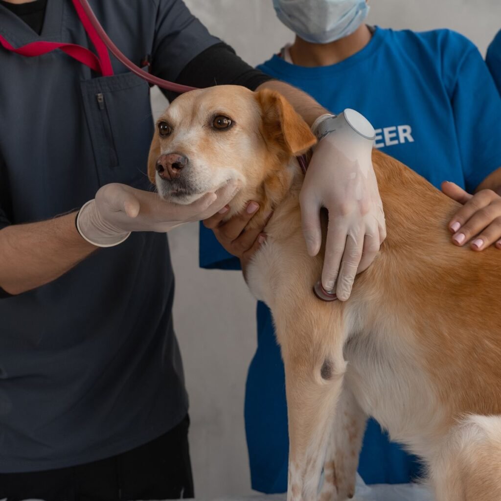 Veterinarian examining a dog during an urgent clinic check-up