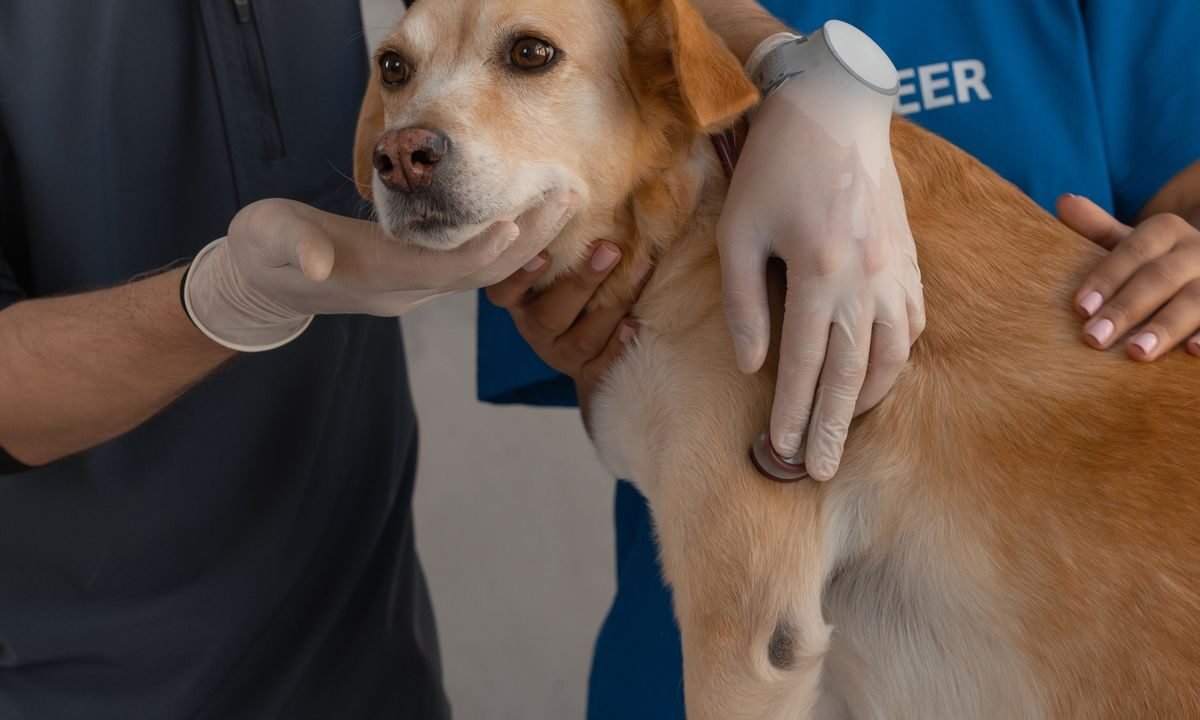 Veterinarian examining a dog during an urgent clinic check-up