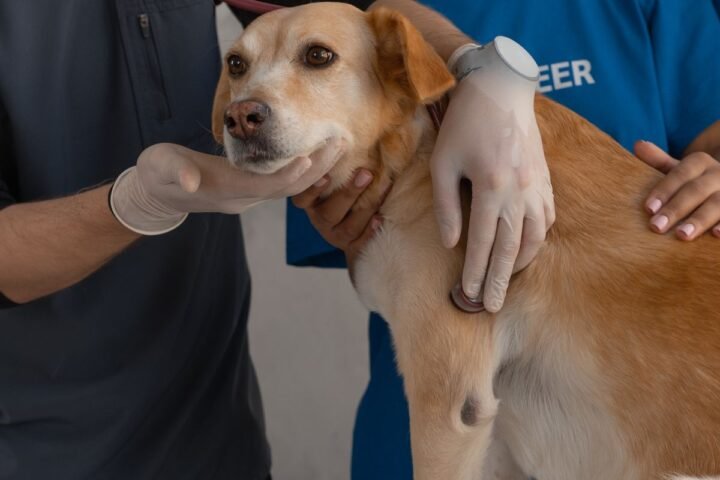 Veterinarian examining a dog during an urgent clinic check-up