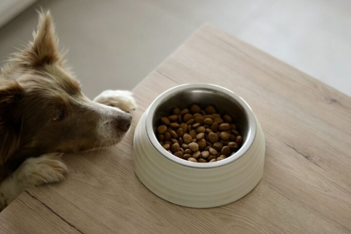 Dog eating a measured meal from a bowl at home