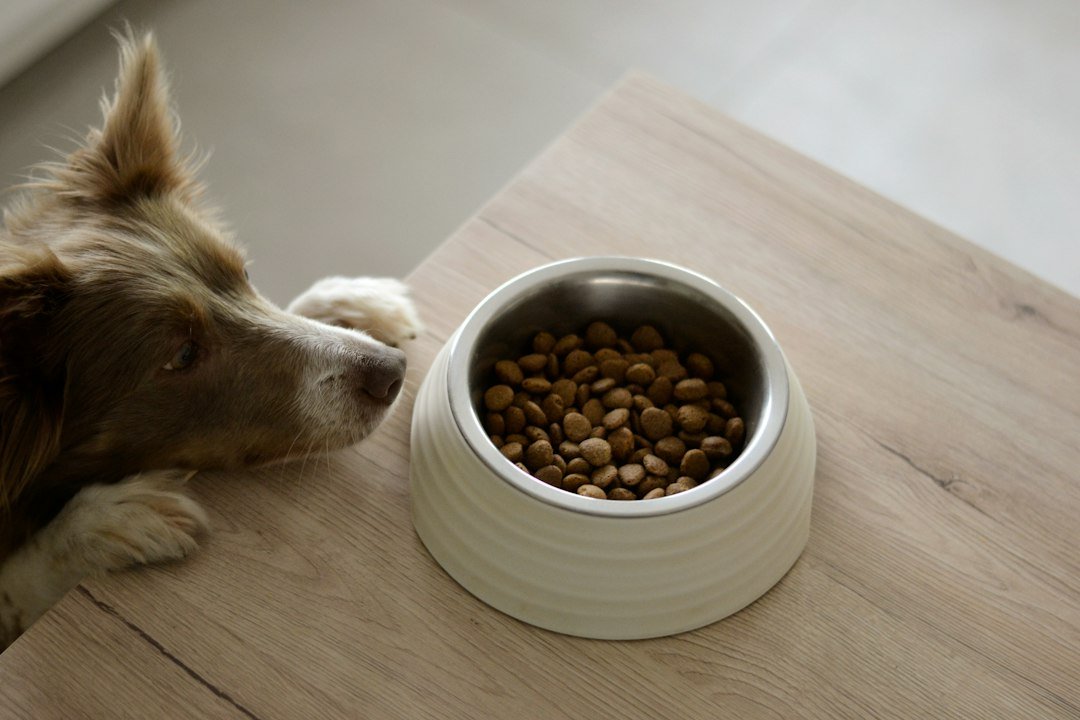 Dog eating a measured meal from a bowl at home