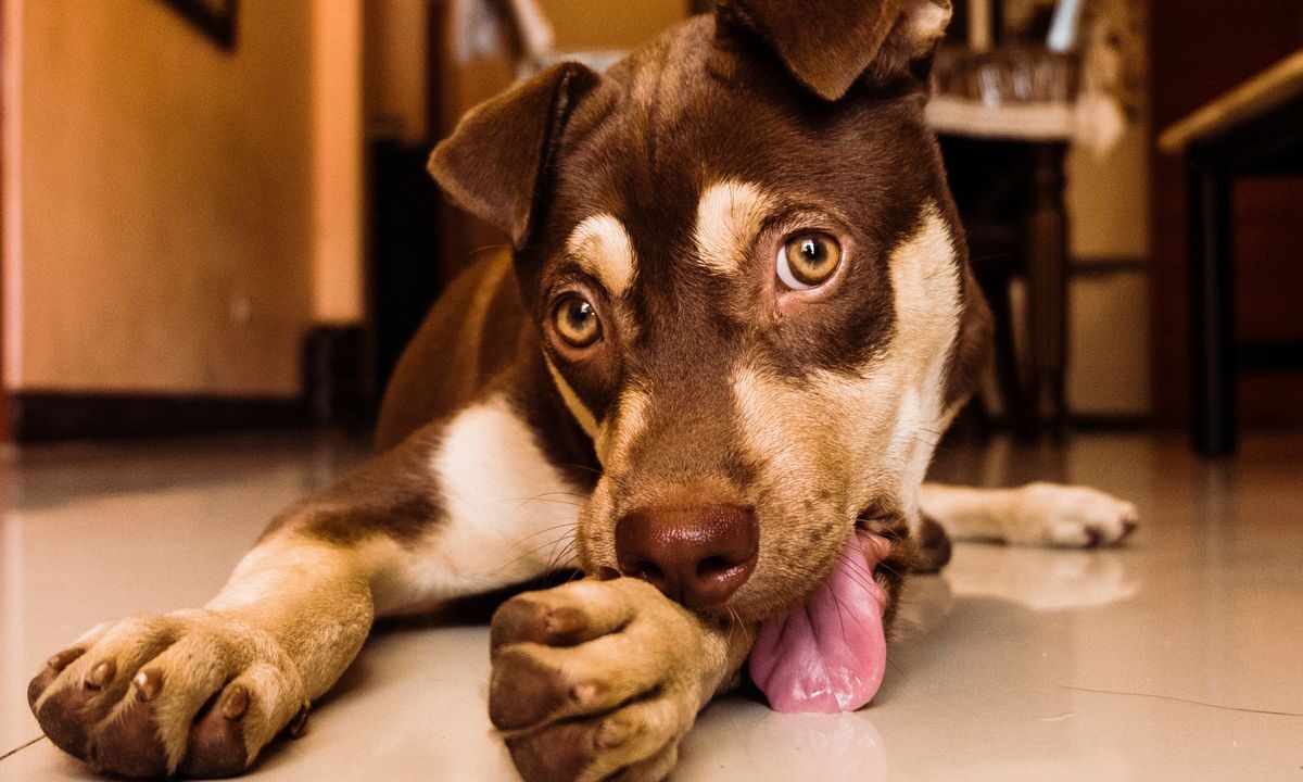 Close-up of a brown puppy licking its paw indoors