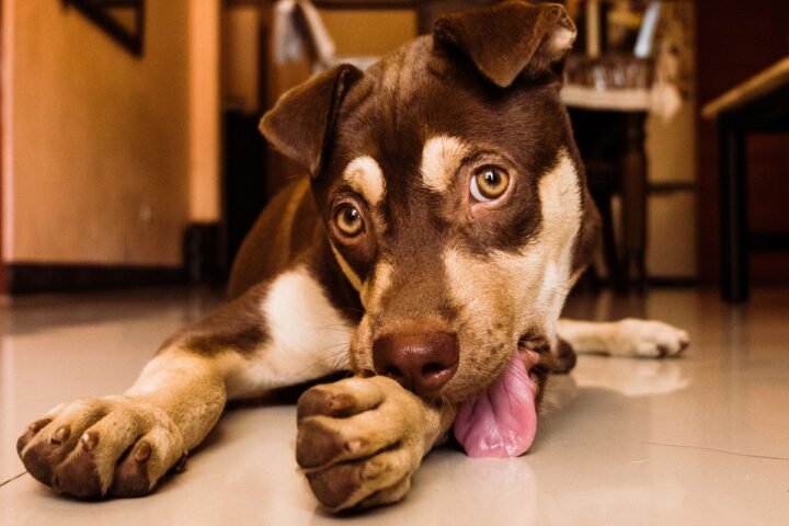 Close-up of a brown puppy licking its paw indoors