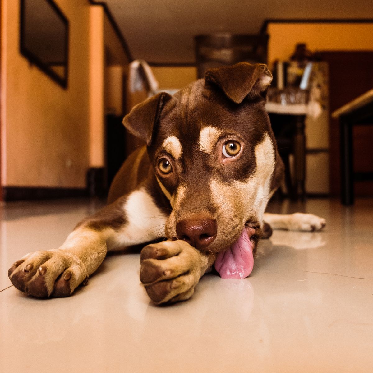 Close-up of a brown puppy licking its paw indoors
