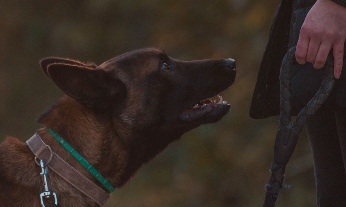 Dog on a leash looking toward its owner during a training walk