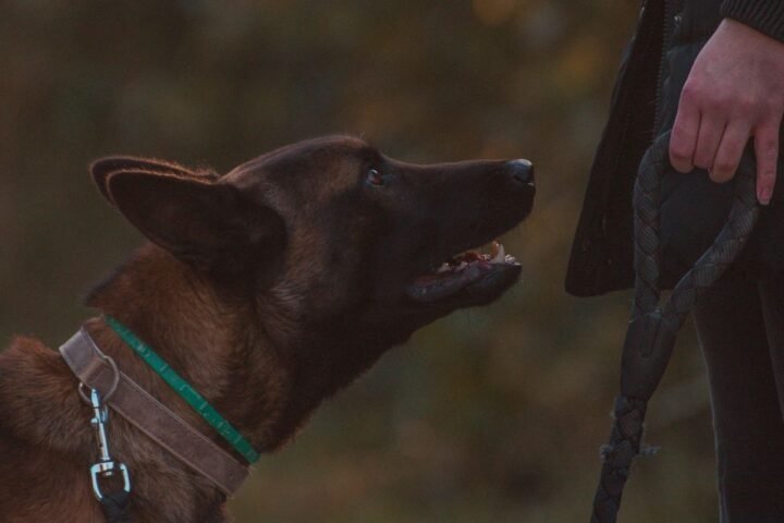 Dog on a leash looking toward its owner during a training walk