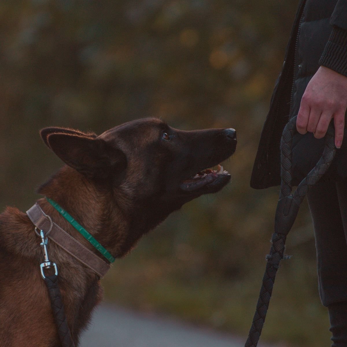 Dog on a leash looking toward its owner during a training walk