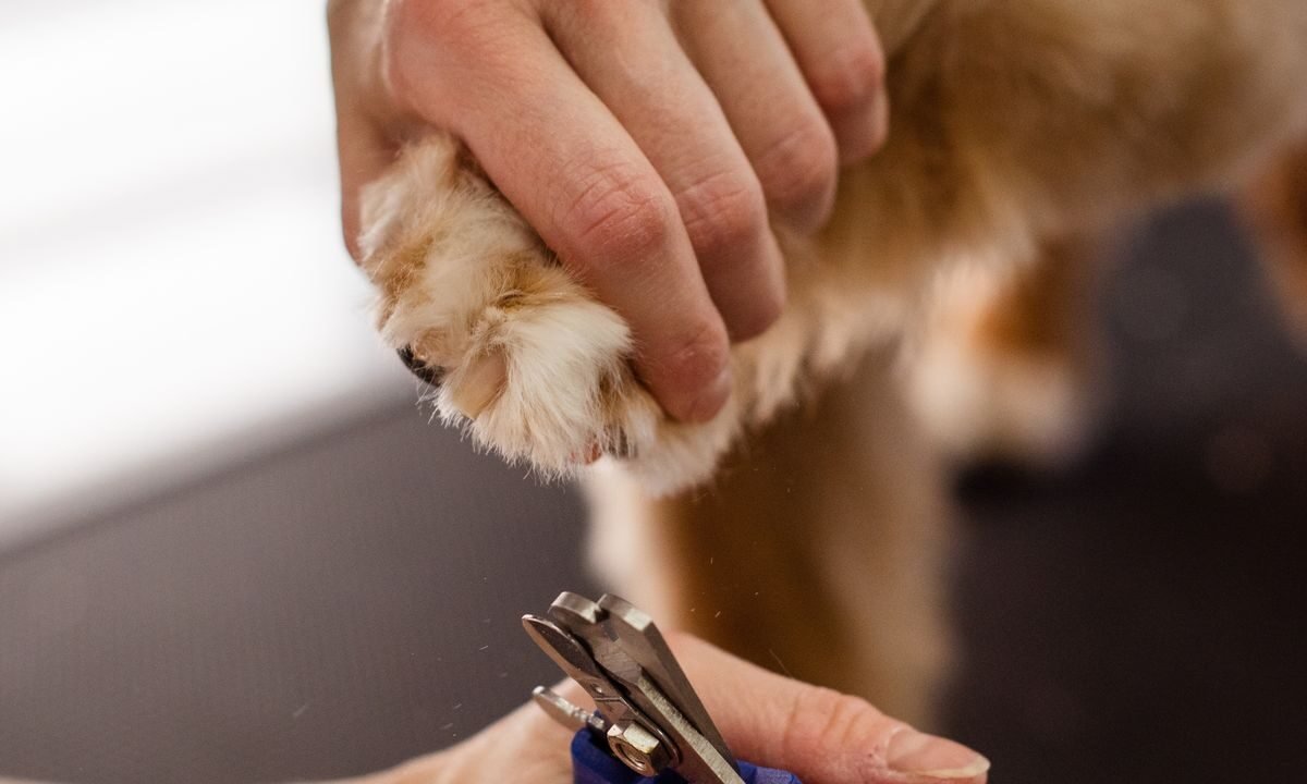 Person carefully trimming a dog's nail while supporting the paw