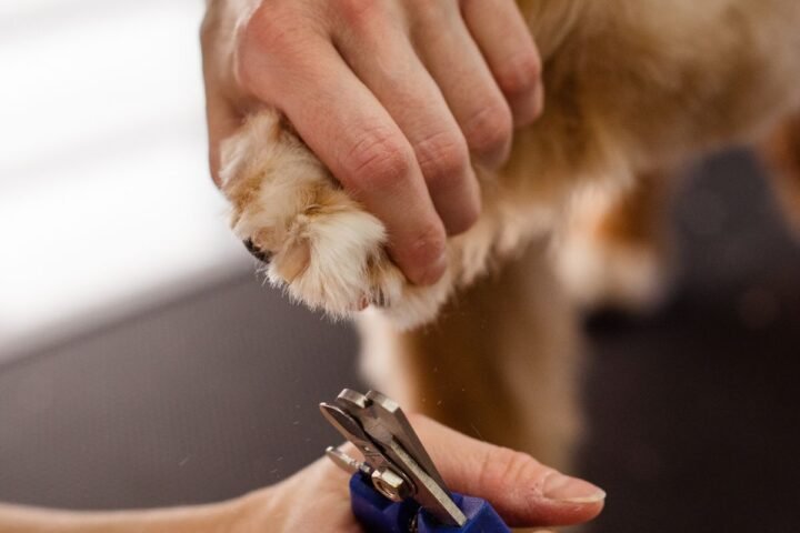 Person carefully trimming a dog's nail while supporting the paw