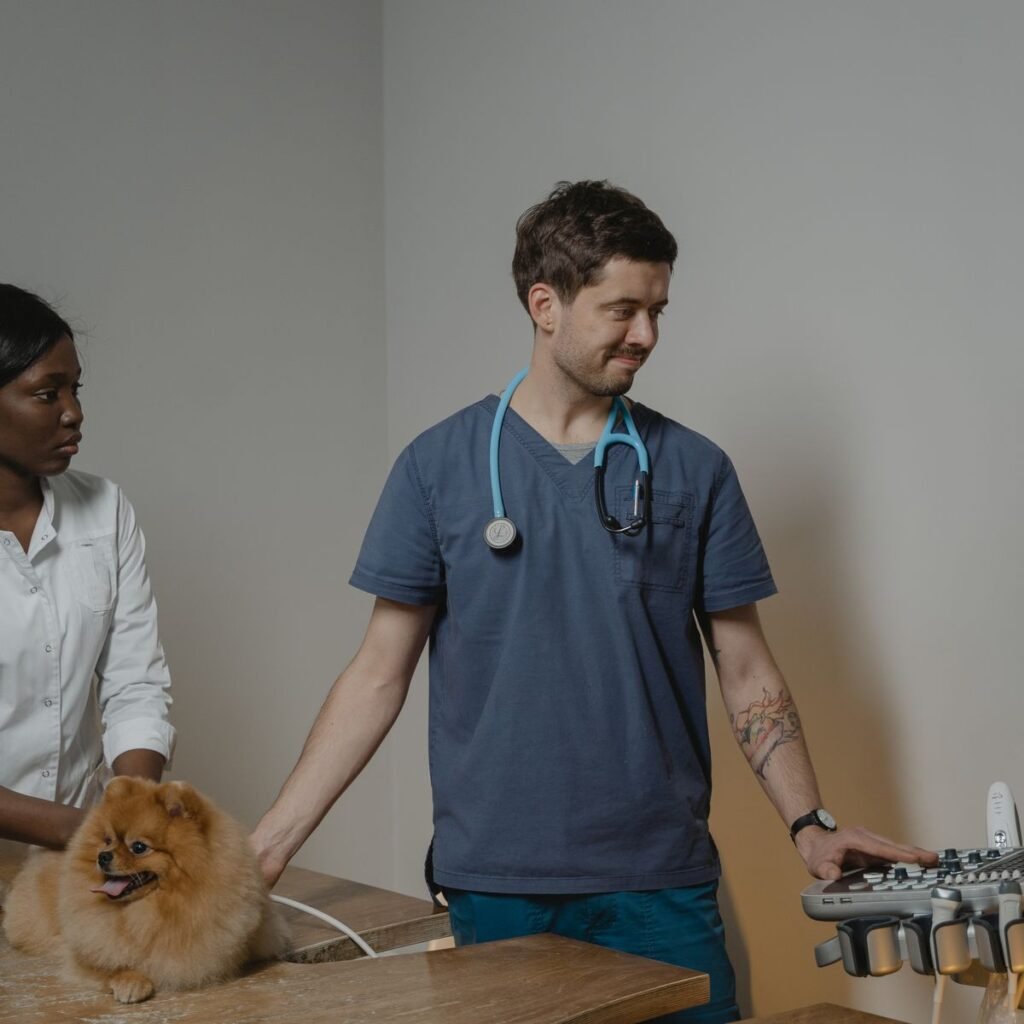 Veterinarian performing an ultrasound examination on a dog