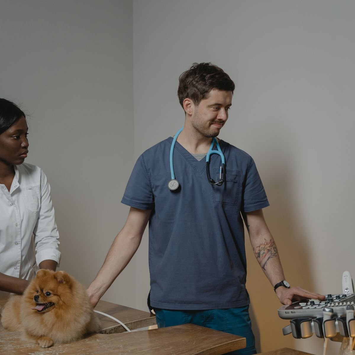 Veterinarian performing an ultrasound examination on a dog