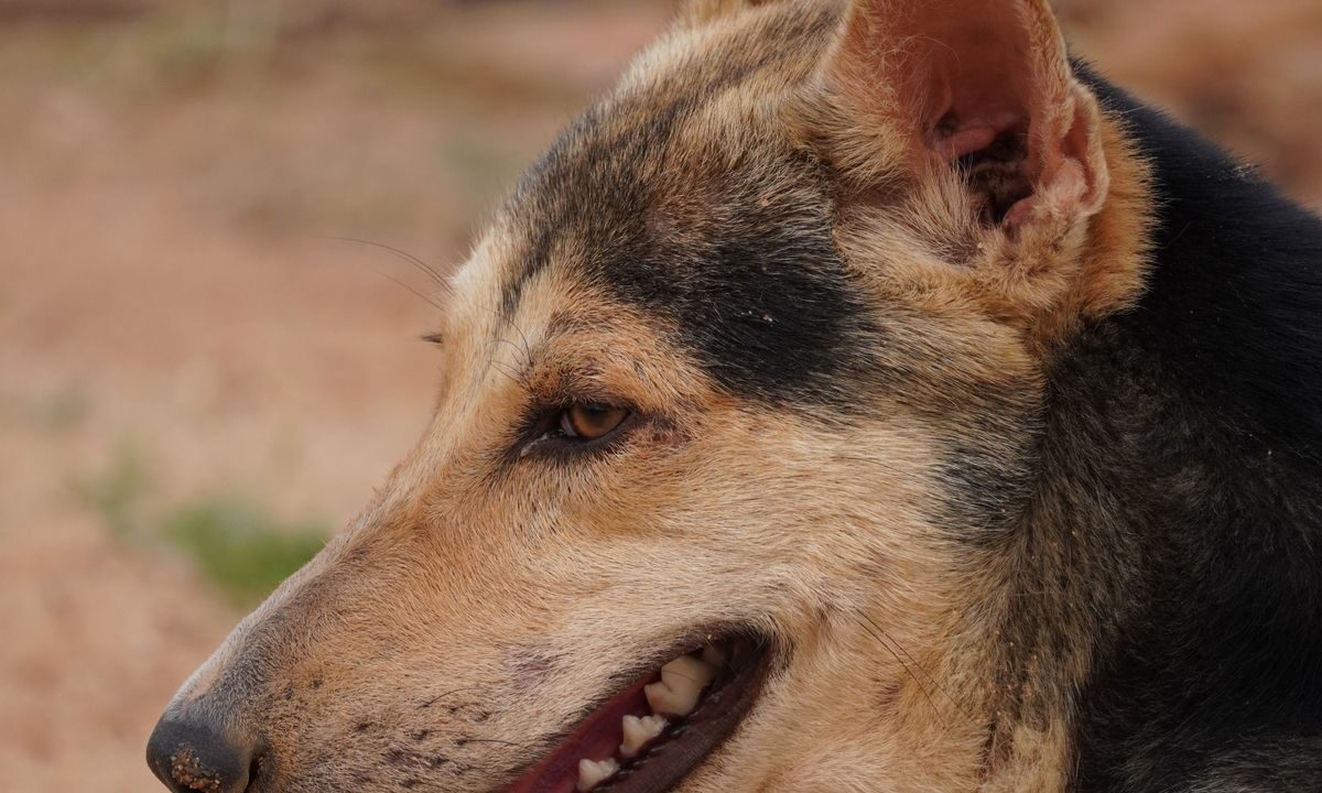 Dog panting outdoors in bright sun on a warm day