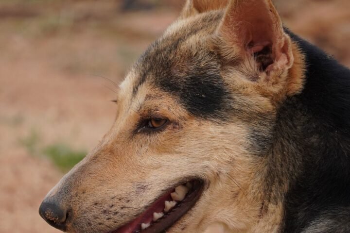 Dog panting outdoors in bright sun on a warm day