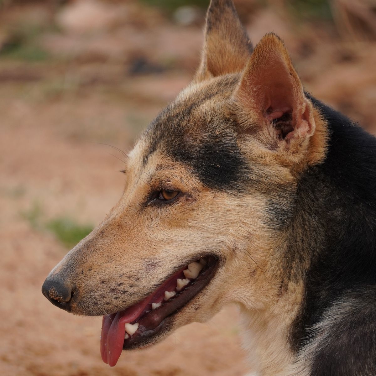 Dog panting outdoors in bright sun on a warm day