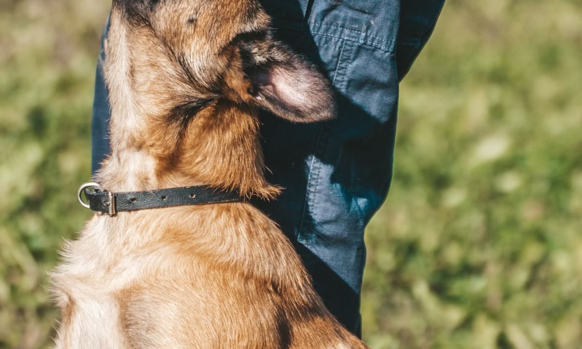 Dog receiving a reward from its owner during outdoor recall training