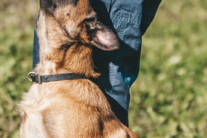 Dog receiving a reward from its owner during outdoor recall training