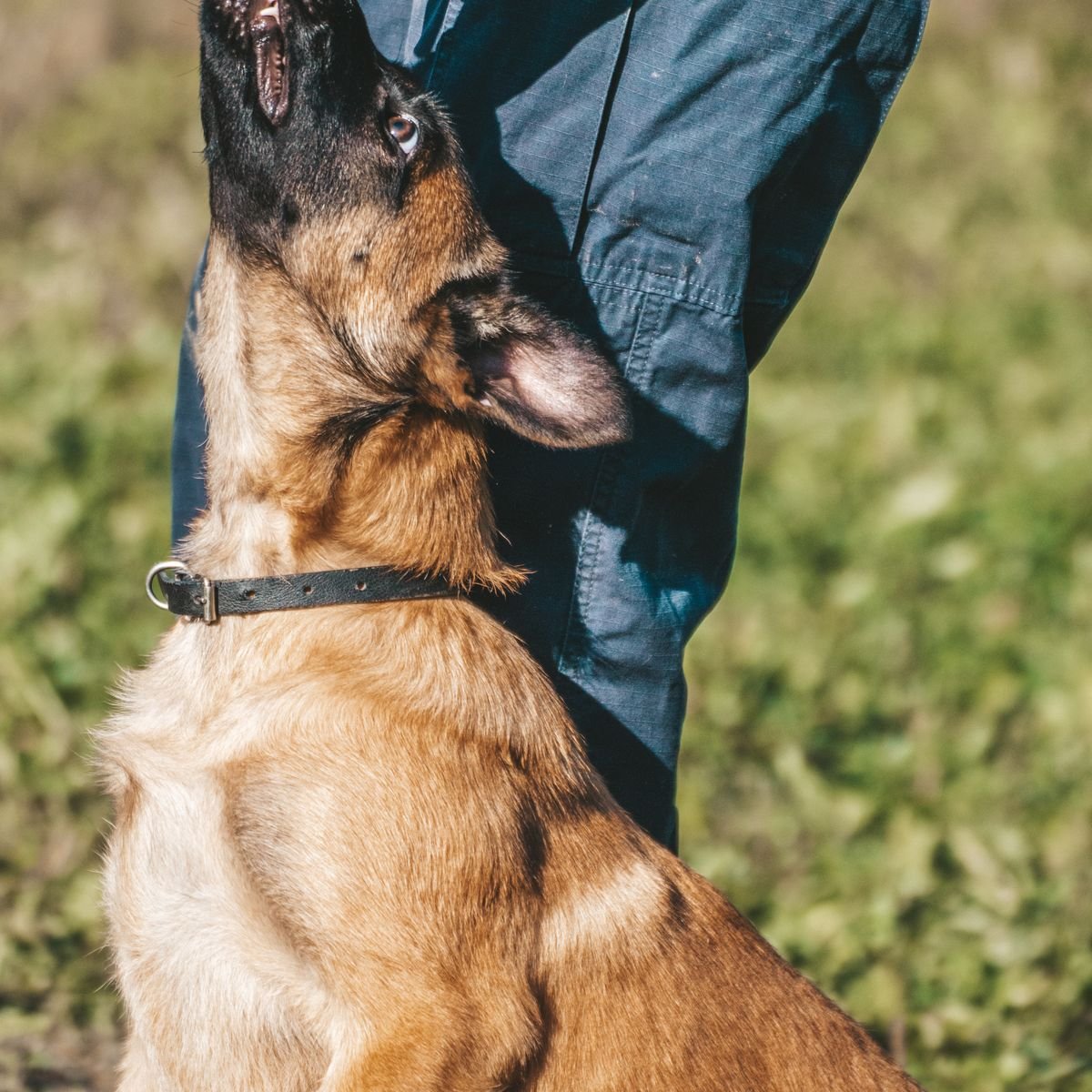 Dog receiving a reward from its owner during outdoor recall training