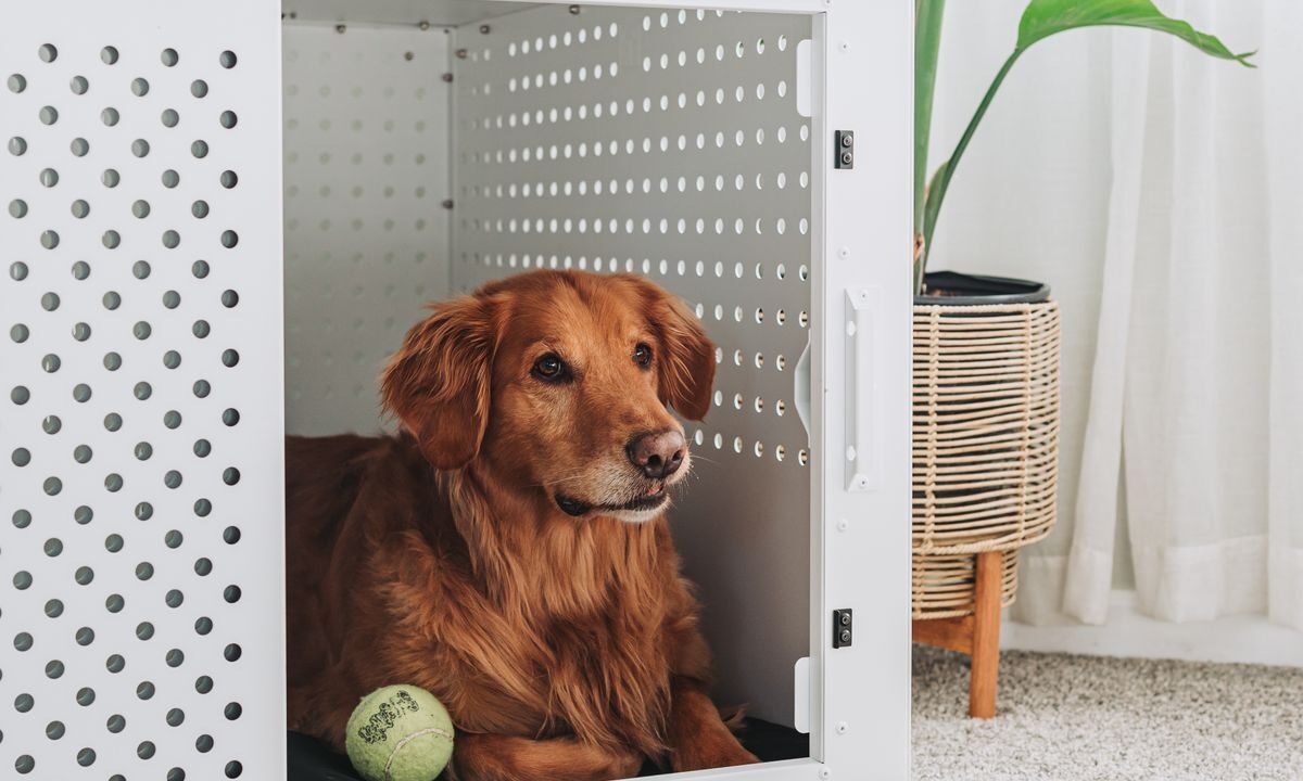 Golden retriever resting calmly inside a dog crate in a living room