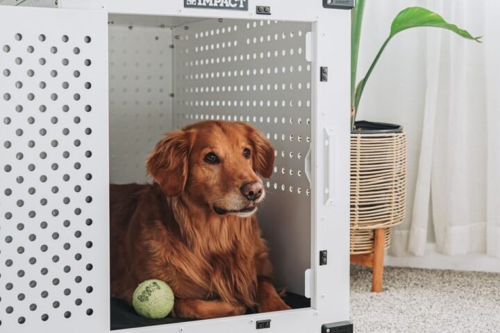 Golden retriever resting calmly inside a dog crate in a living room