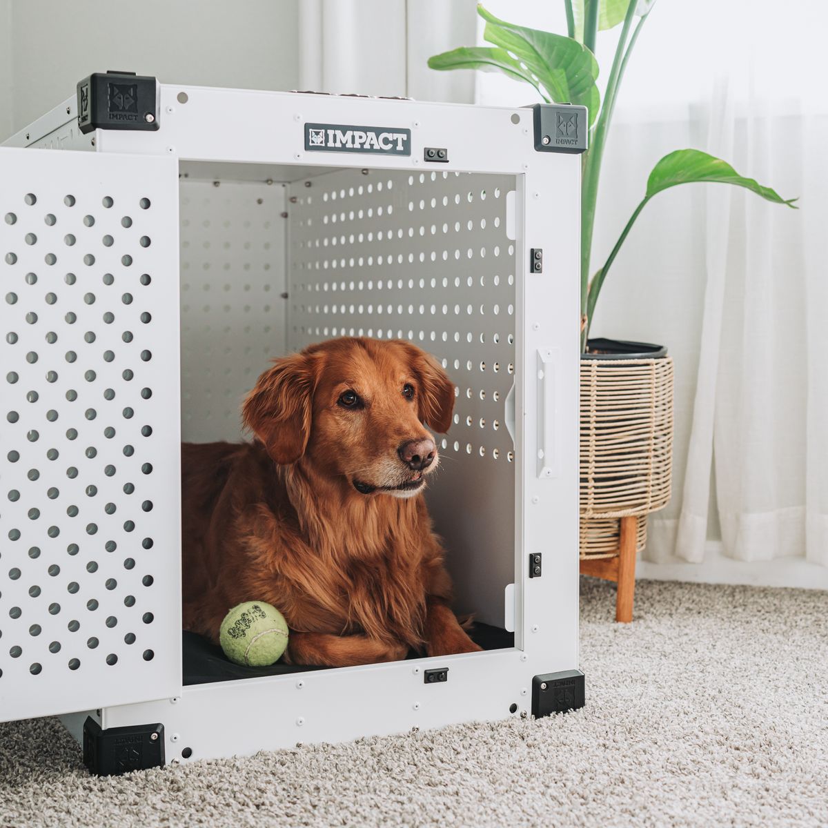 Golden retriever resting calmly inside a dog crate in a living room